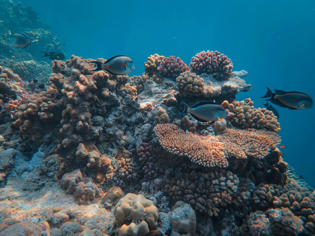 Vibrant underwater coral reef teeming with diverse marine life in clear blue water.